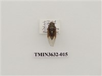 藏品(黑翅草蟬)的圖片